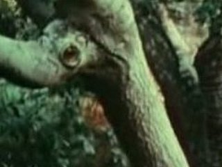 Giovane ragazza scopata da Bigfoot